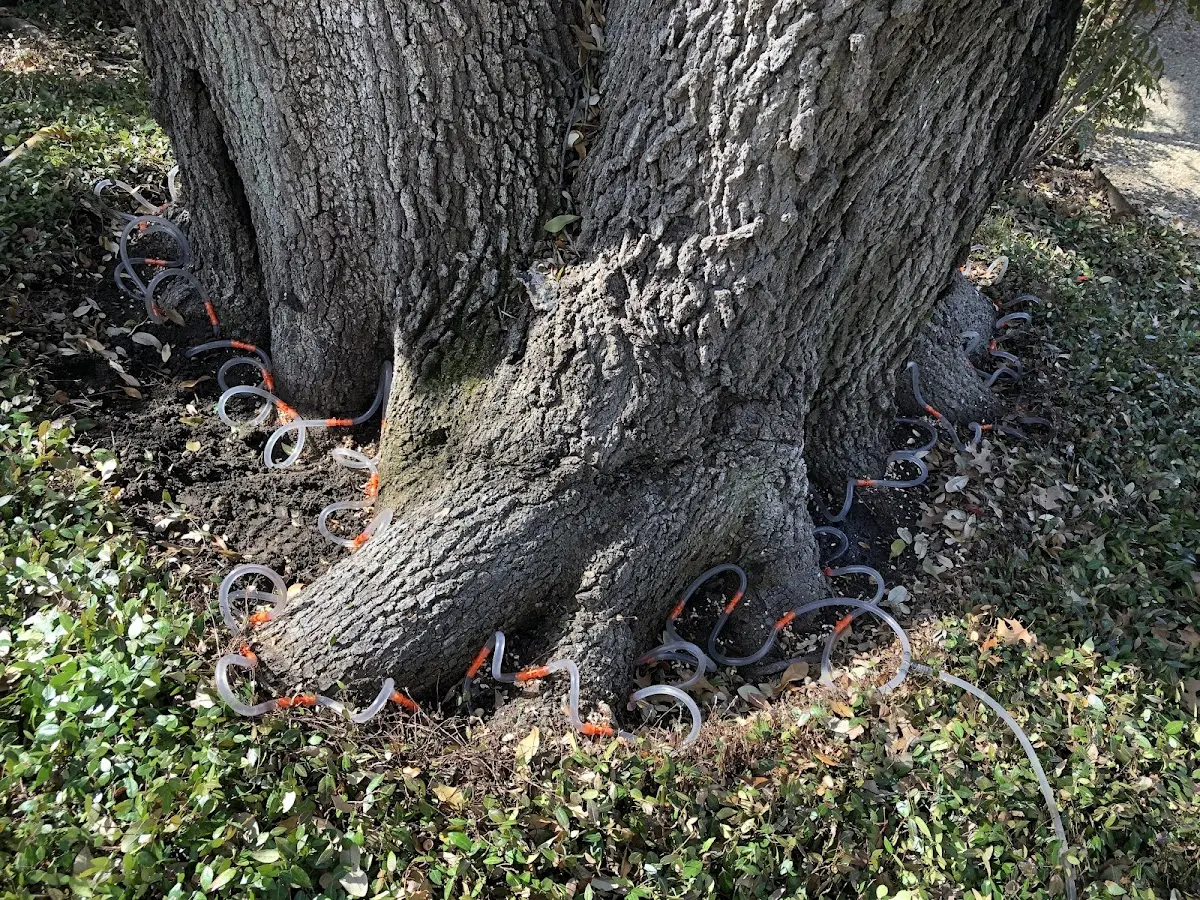 Detailed Tree Cabling and Bracing job site in Soledad